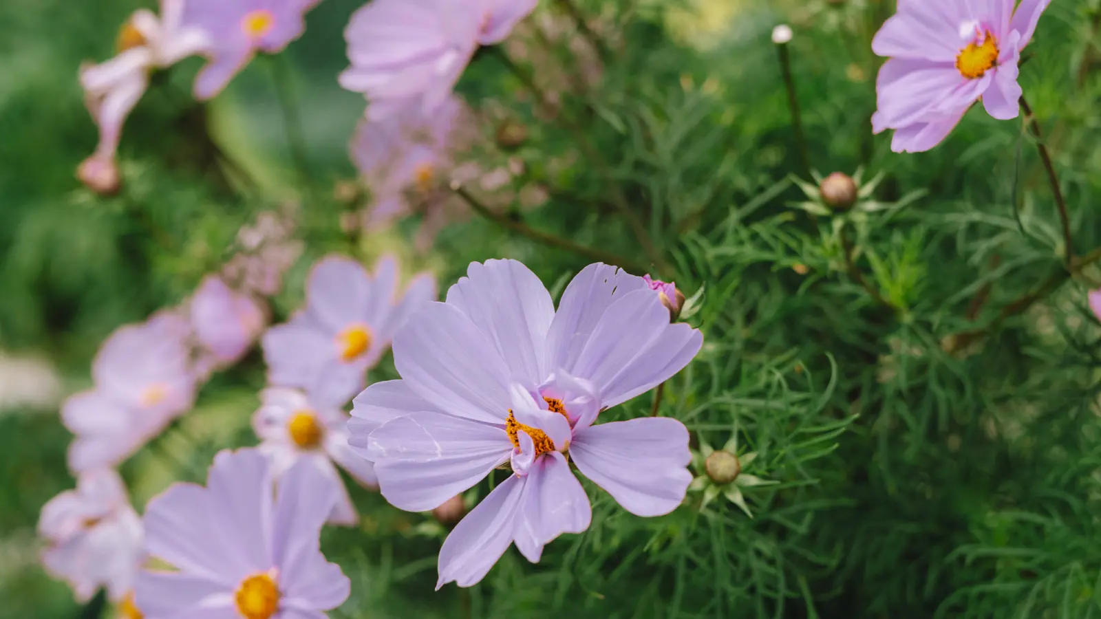 Ljuslila blommor.